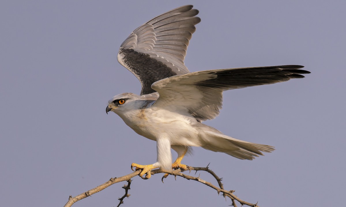 黑翅鳶 - ML648730201