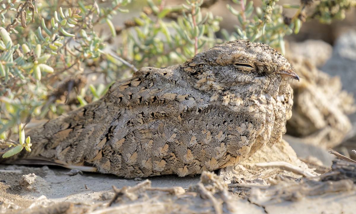 Sykes's Nightjar - ML648730330