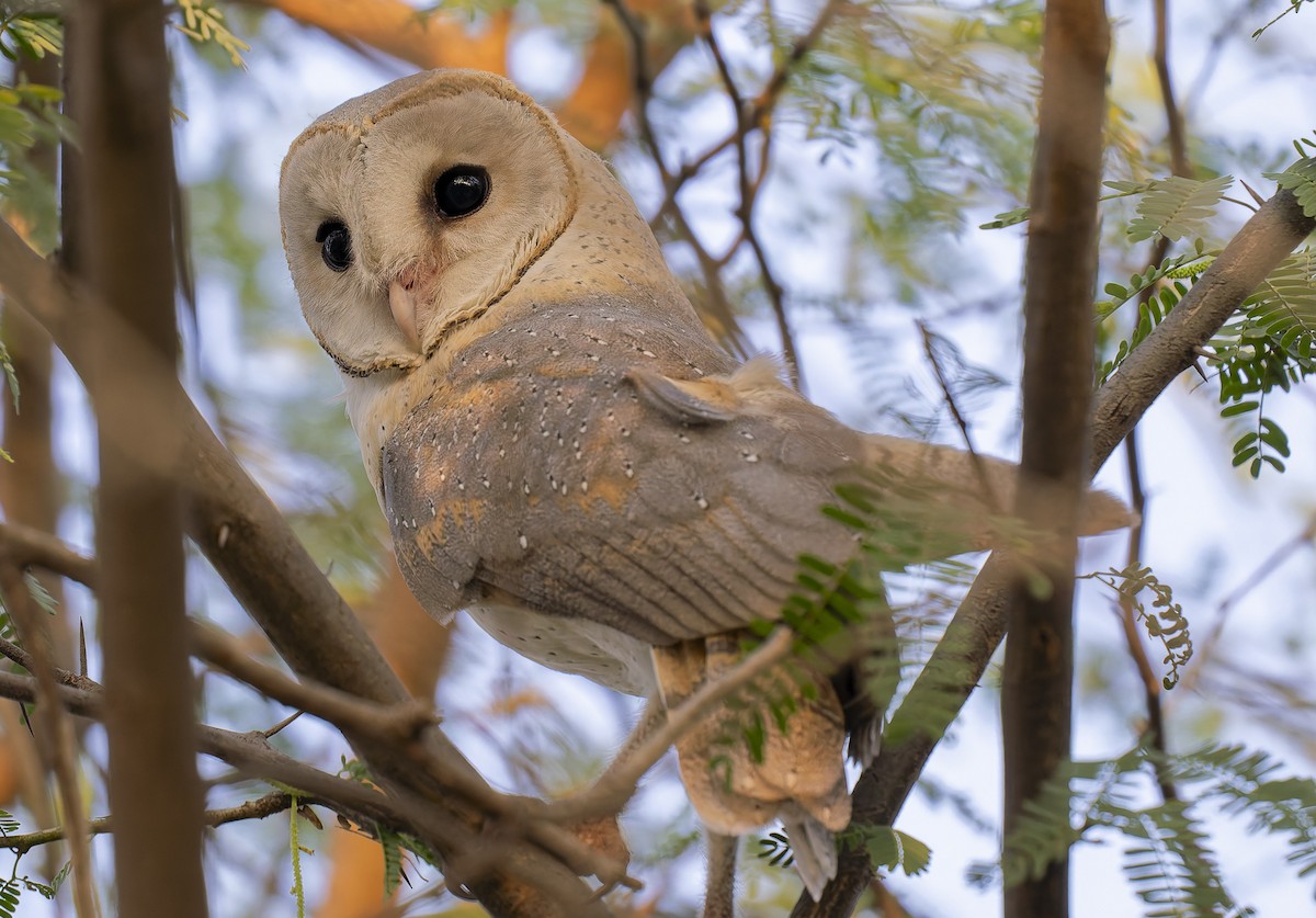 Eastern Barn Owl - ML648730403