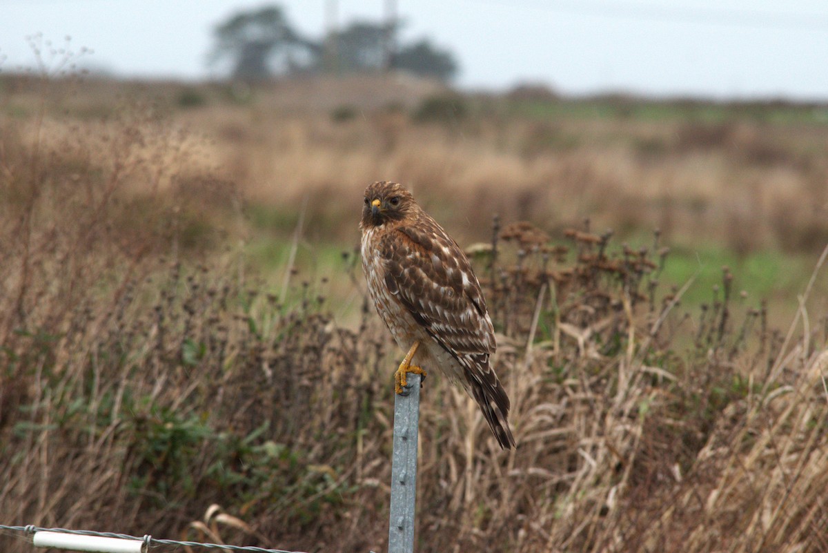 Red-shouldered Hawk - ML648730465