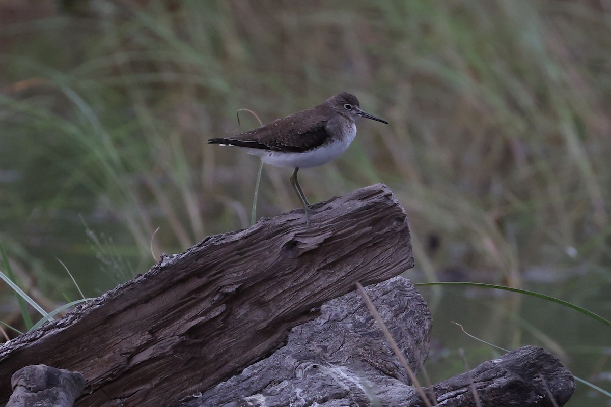 コシグロクサシギ - ML648730507