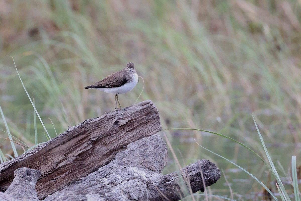 コシグロクサシギ - ML648730508