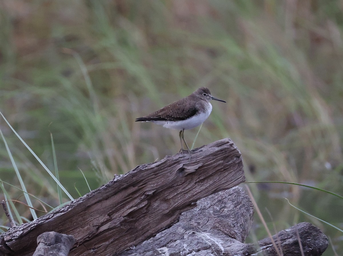 コシグロクサシギ - ML648730509