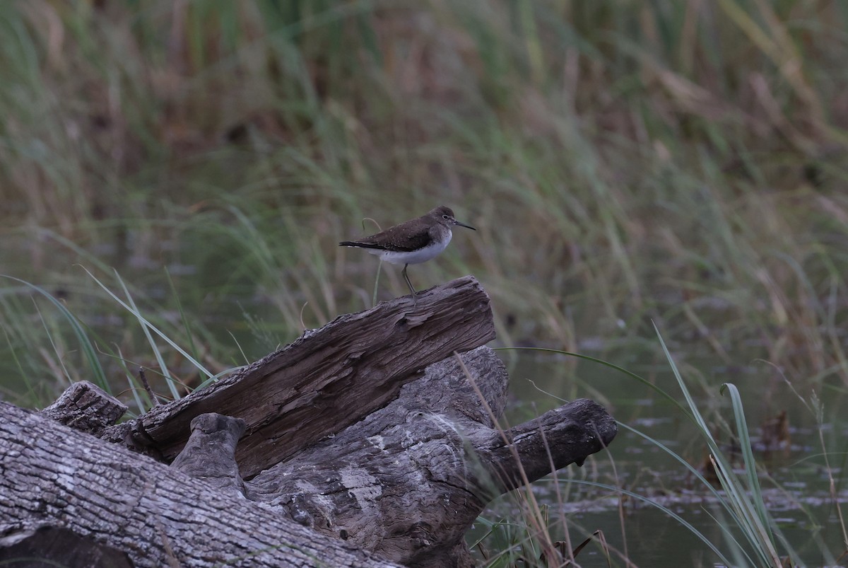 コシグロクサシギ - ML648730510