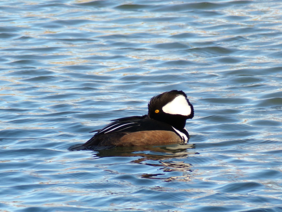 Hooded Merganser - ML648730613