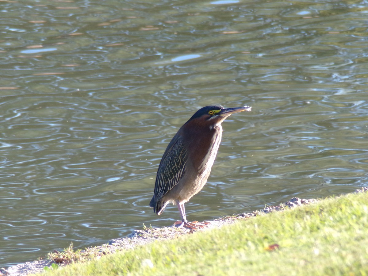 Green Heron - ML648730623