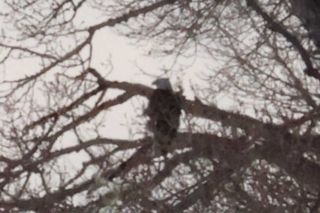 Bald Eagle - ML648730796