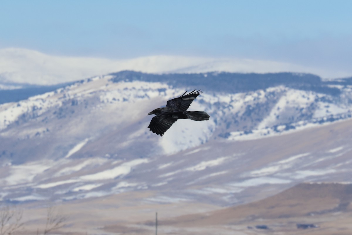 Corvo imperiale - ML648730813