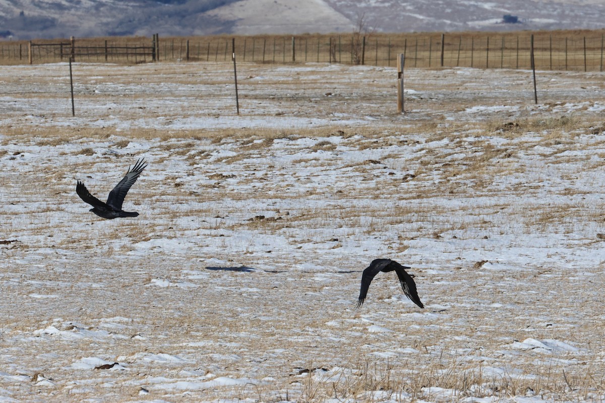 Corvo imperiale - ML648730814