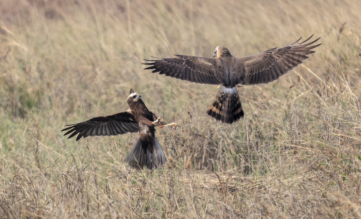 Pallid Harrier - ML648730948
