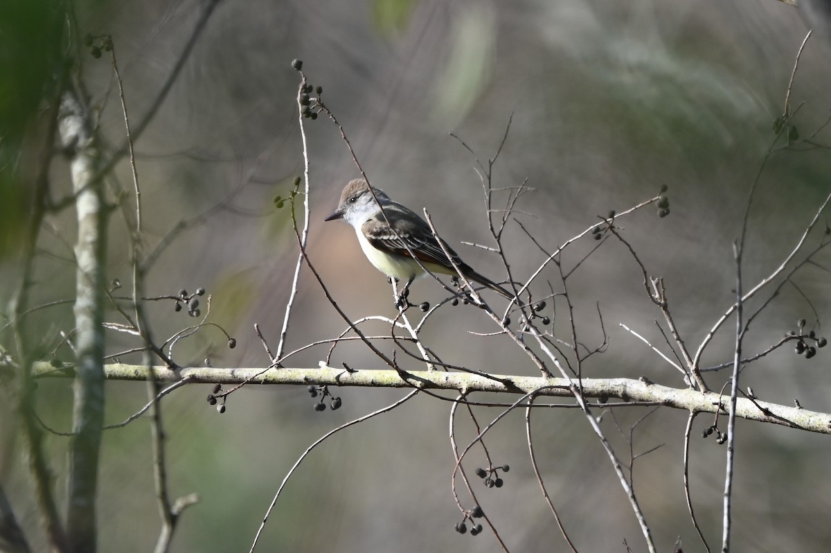 Ash-throated Flycatcher - ML648731036
