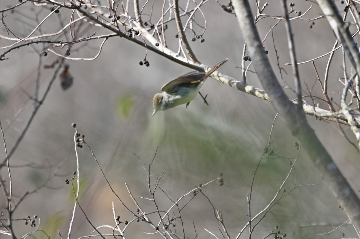 Ash-throated Flycatcher - ML648731037