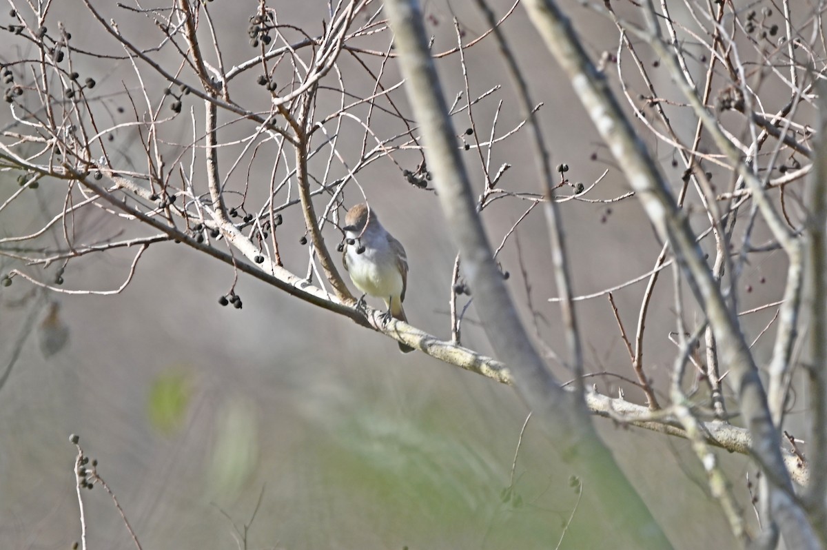 Ash-throated Flycatcher - ML648731038