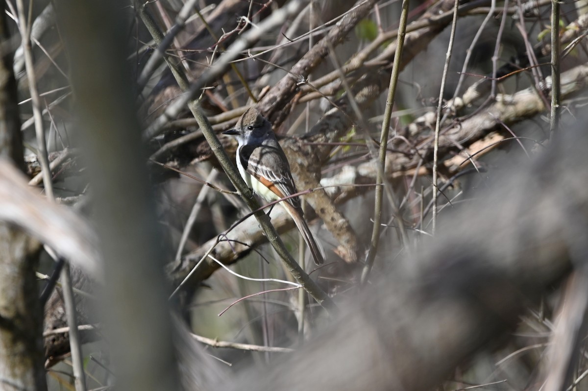 Ash-throated Flycatcher - ML648731039