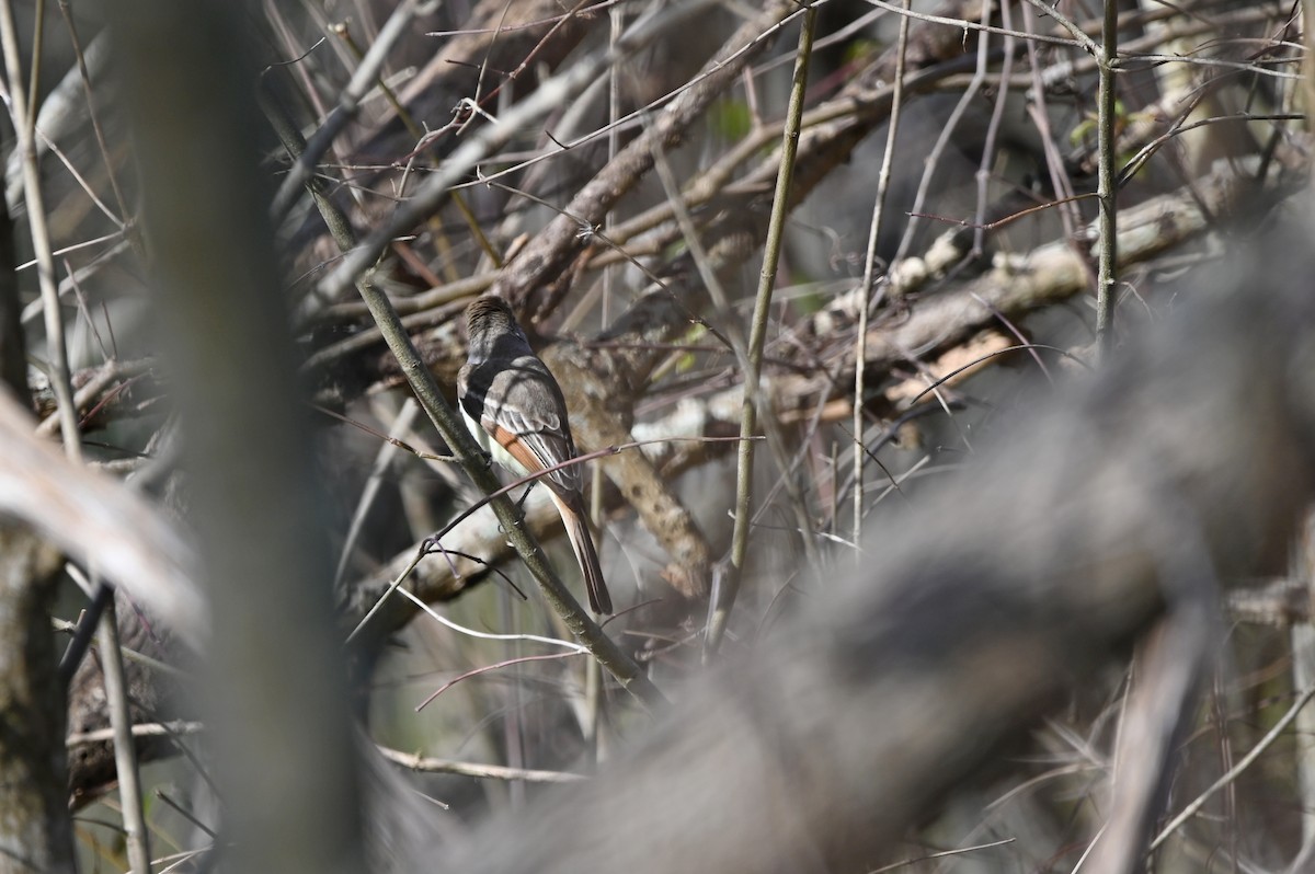 Ash-throated Flycatcher - ML648731040