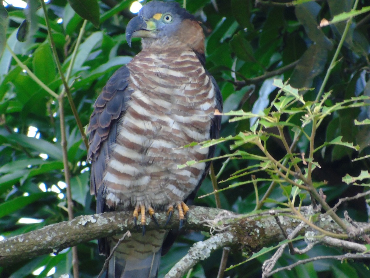 Hook-billed Kite - ML648731064