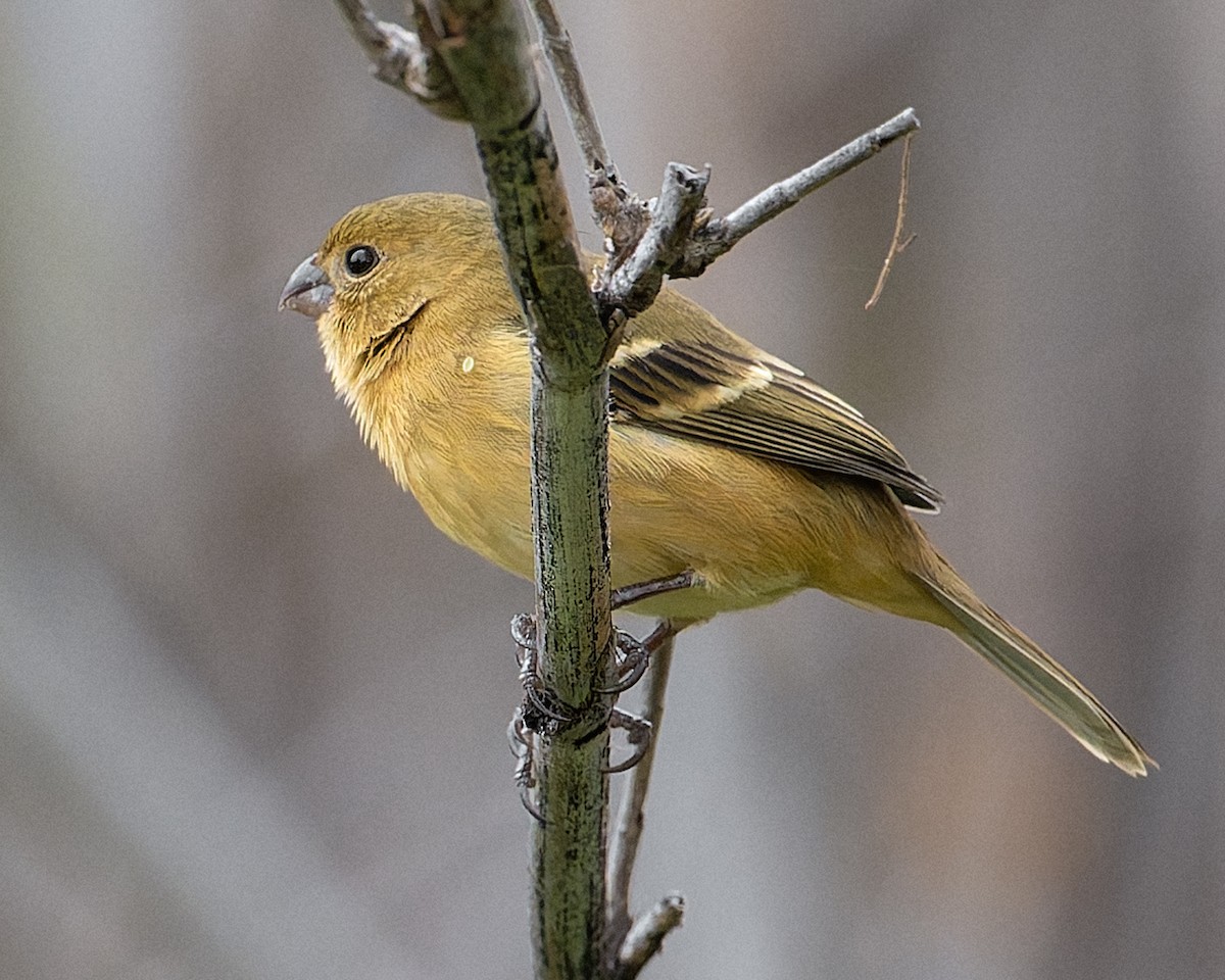 Morelet's Seedeater - ML648731088