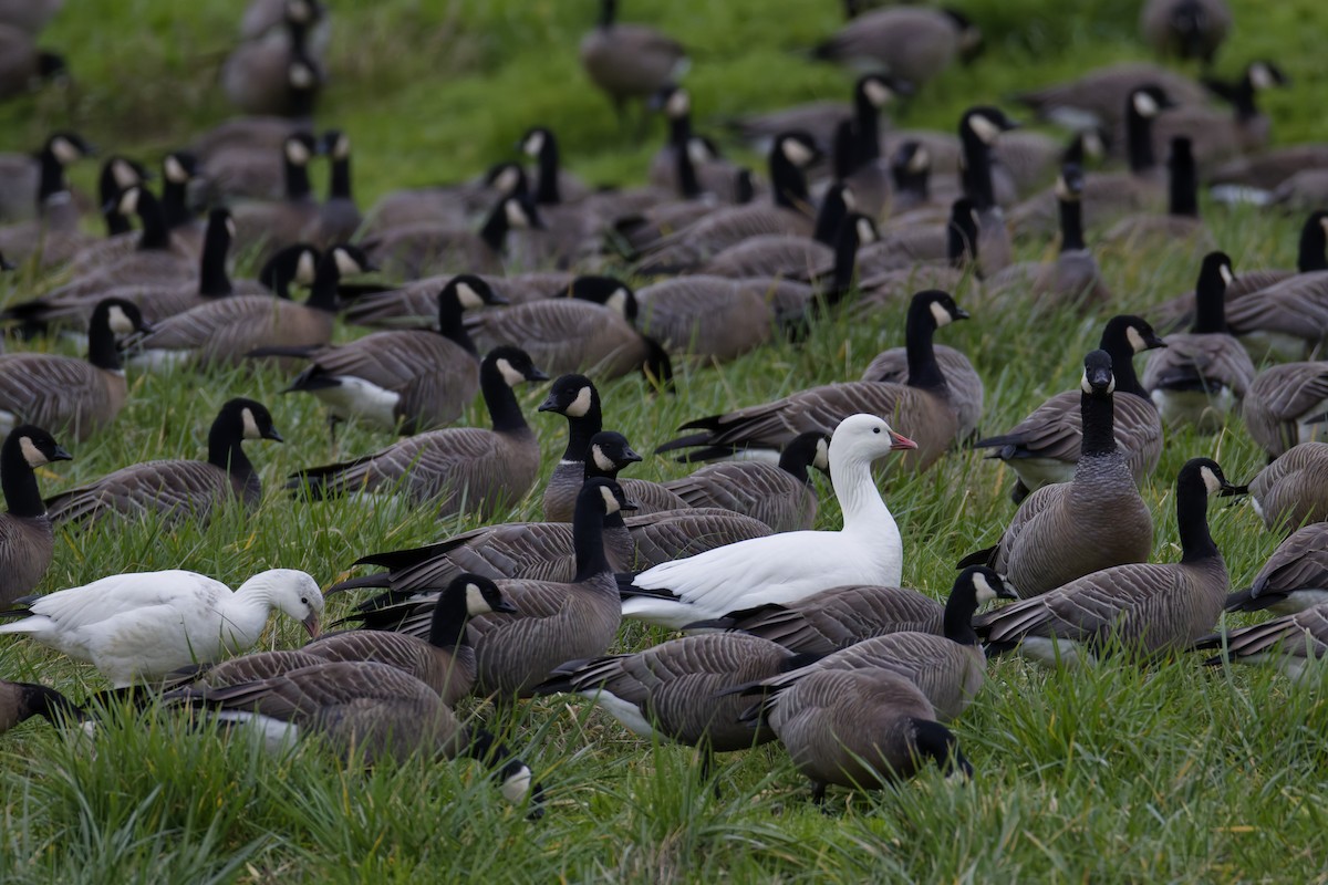 ML648731111 - Ross's Goose - Macaulay Library