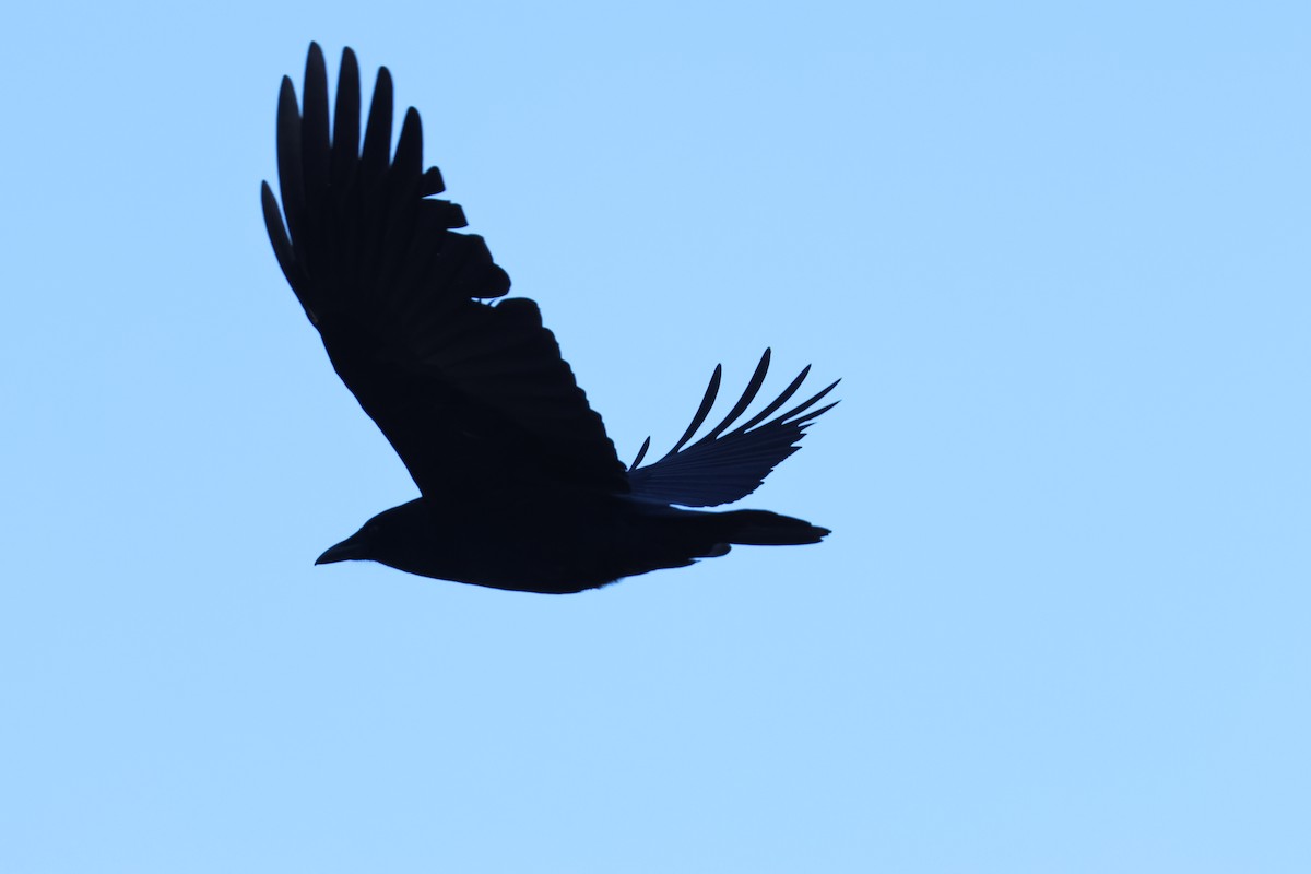 American Crow - ML648731217