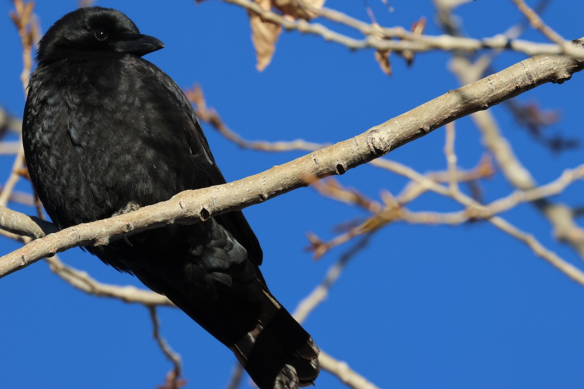 American Crow - ML648731219