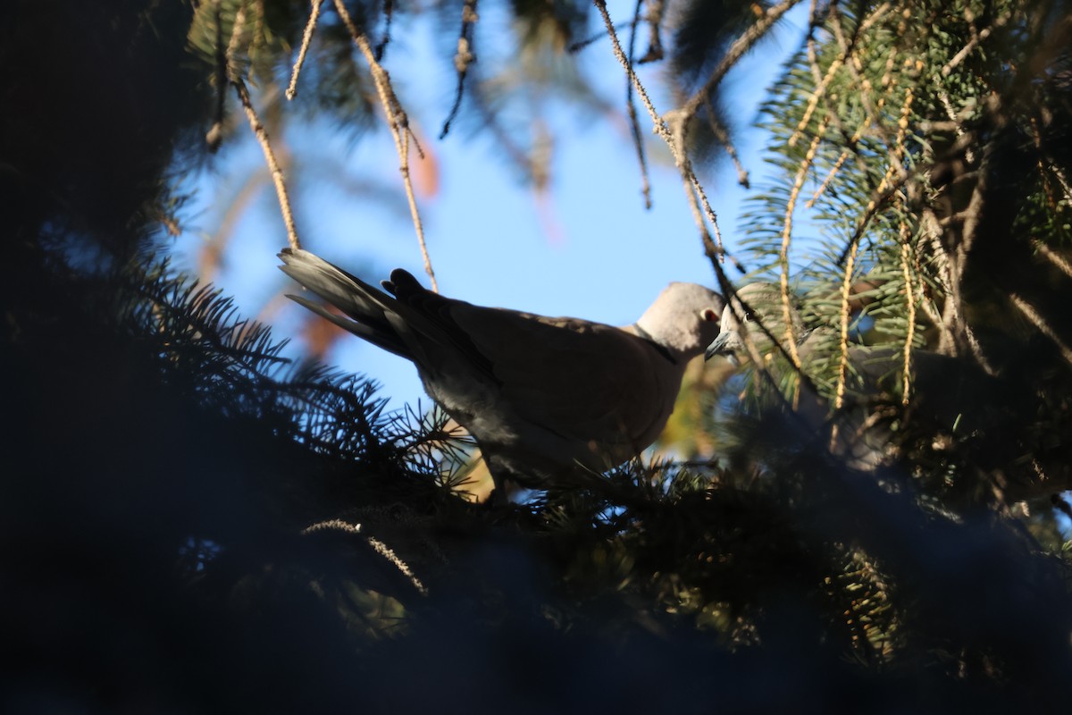 Tortora dal collare - ML648731228