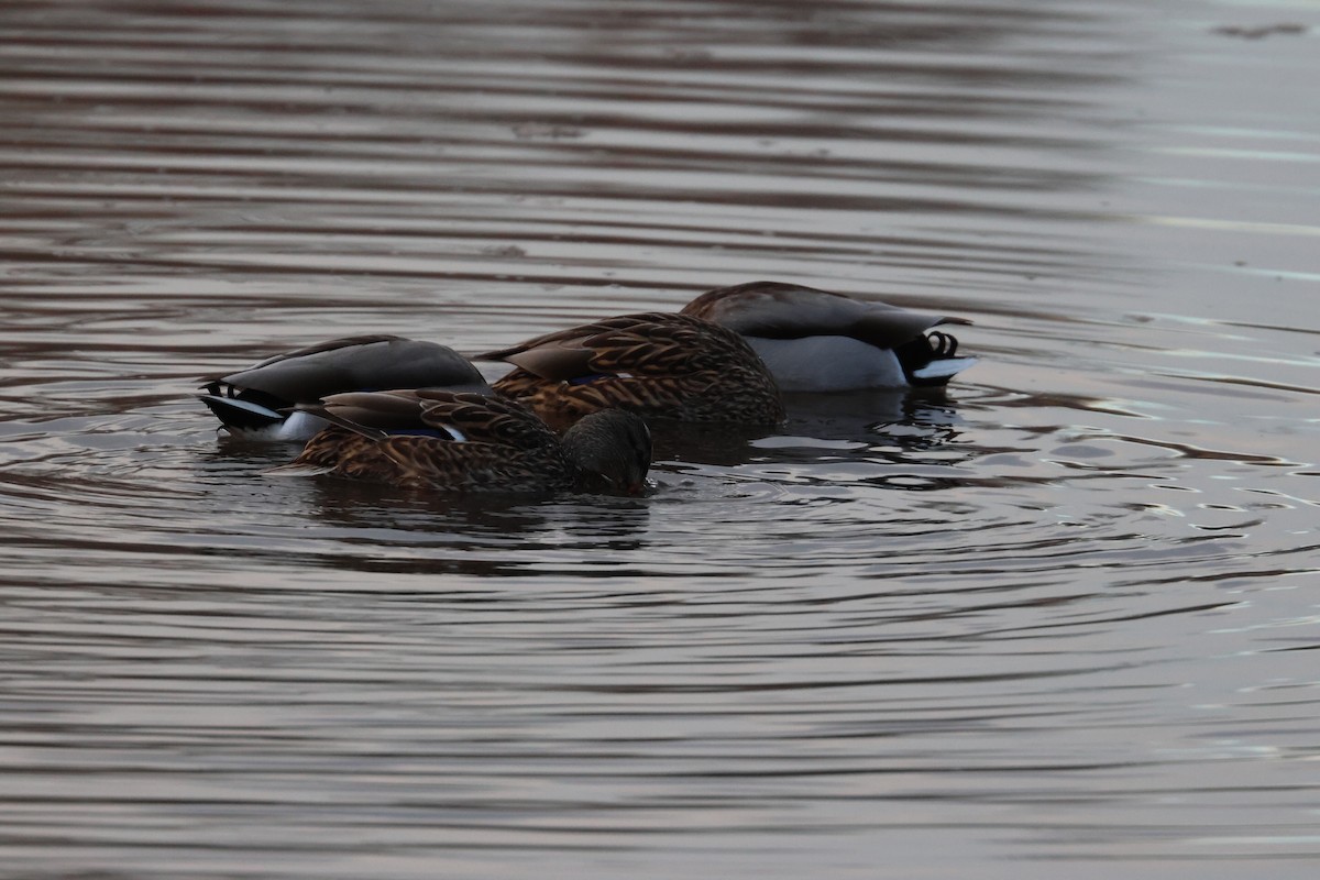 Germano reale - ML648731269