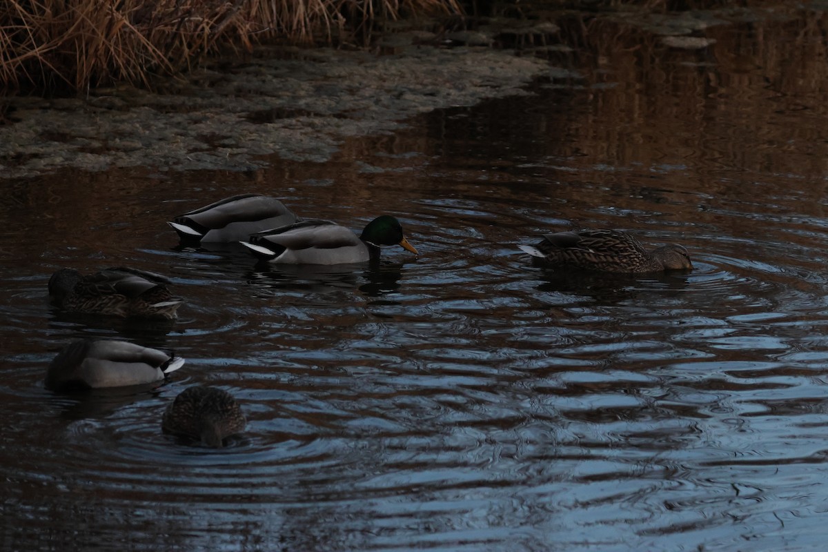 Germano reale - ML648731270