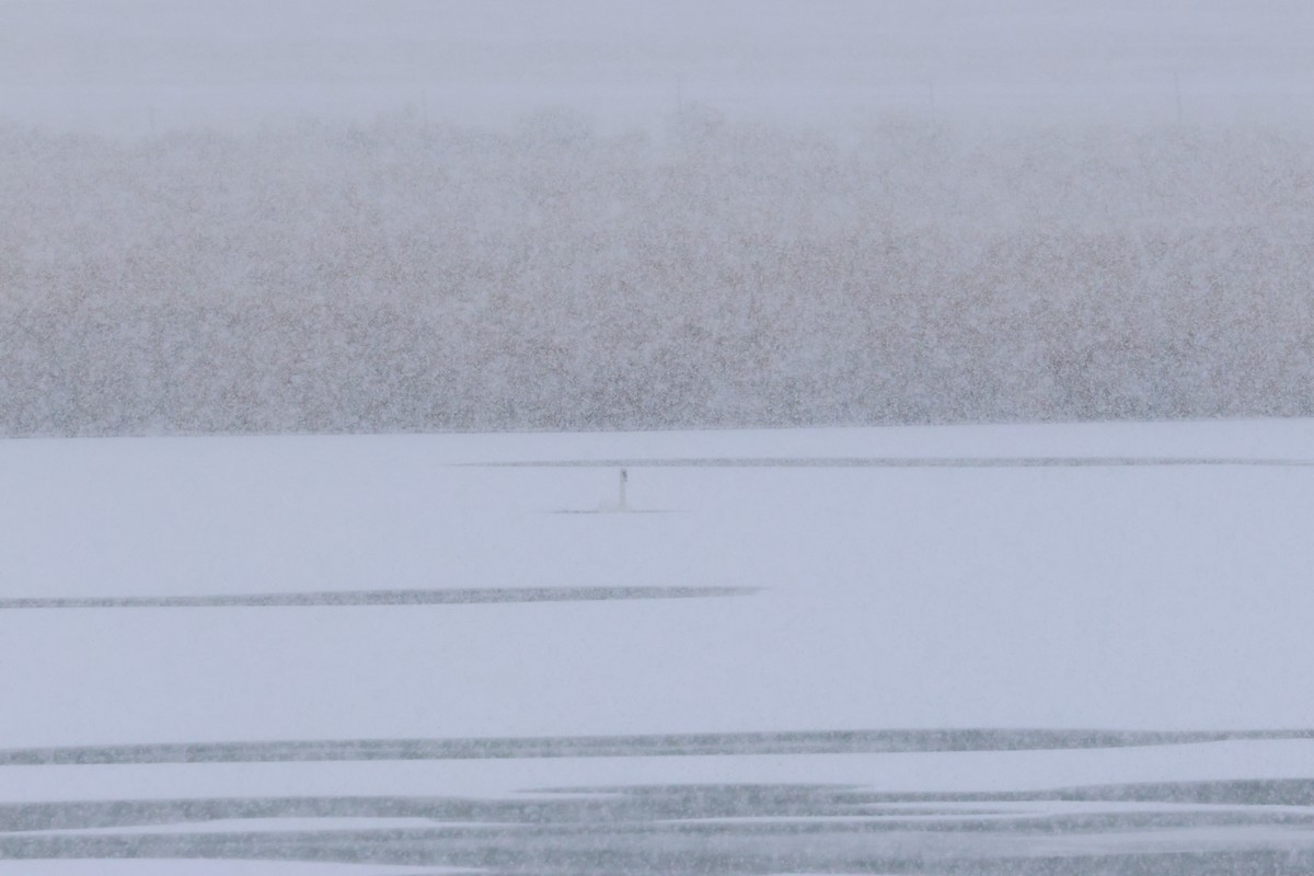 Trumpeter Swan - ML648731532