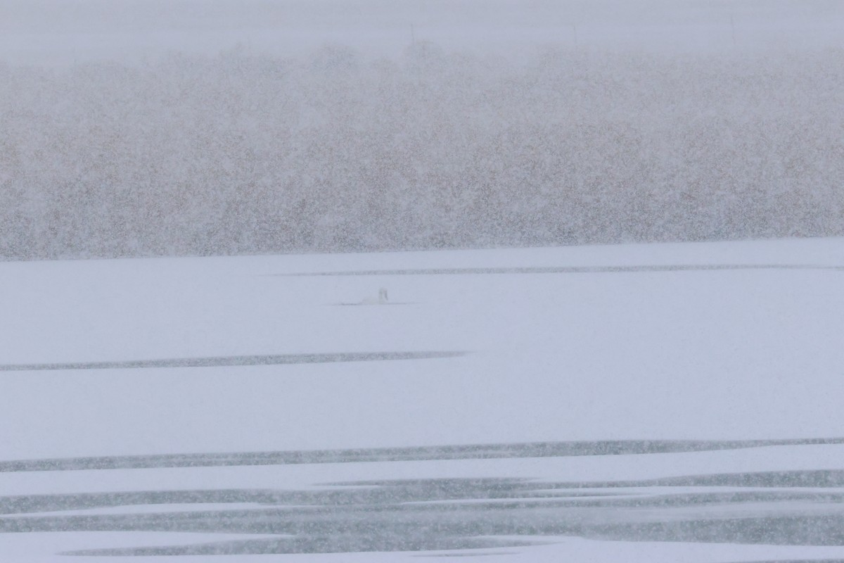 Trumpeter Swan - ML648731533