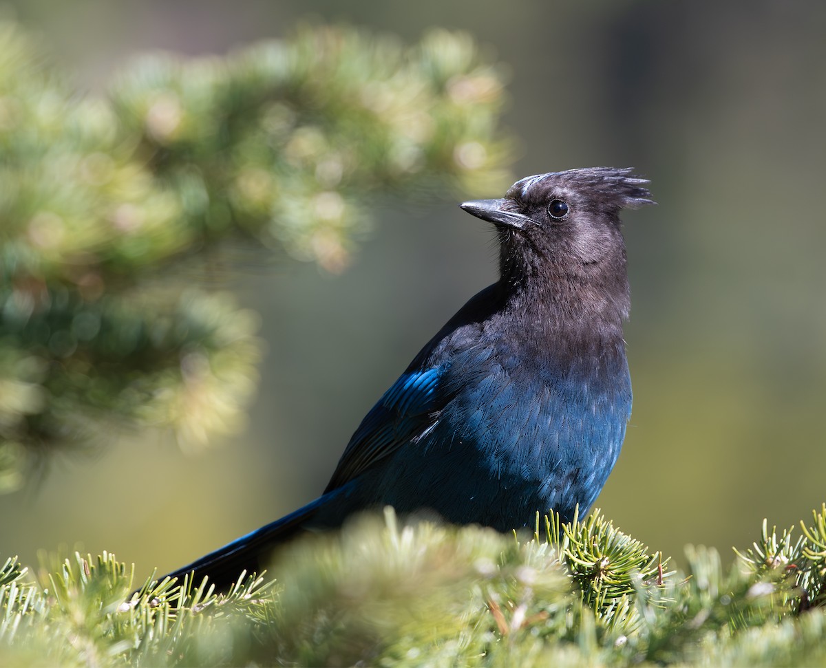 sojka Stellerova (ssp. annectens) - ML648731738