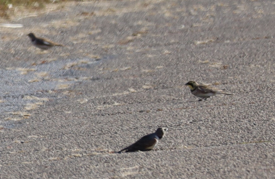 Horned Lark - ML648731773