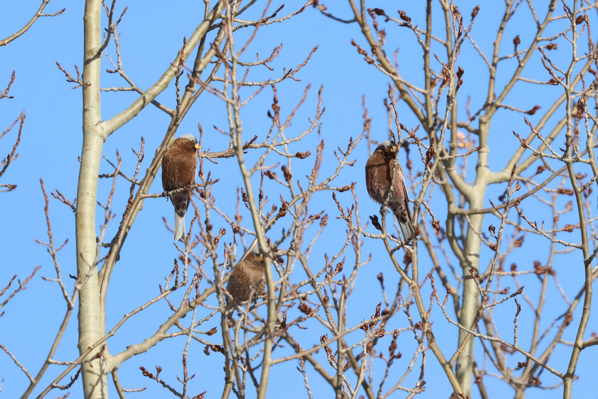 Gray-crowned Rosy-Finch - ML648731889