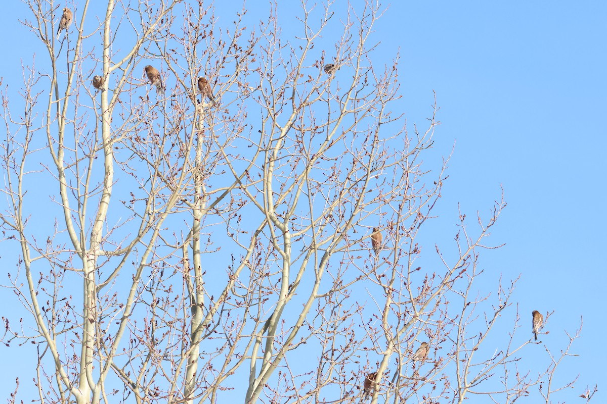 Gray-crowned Rosy-Finch - ML648731890