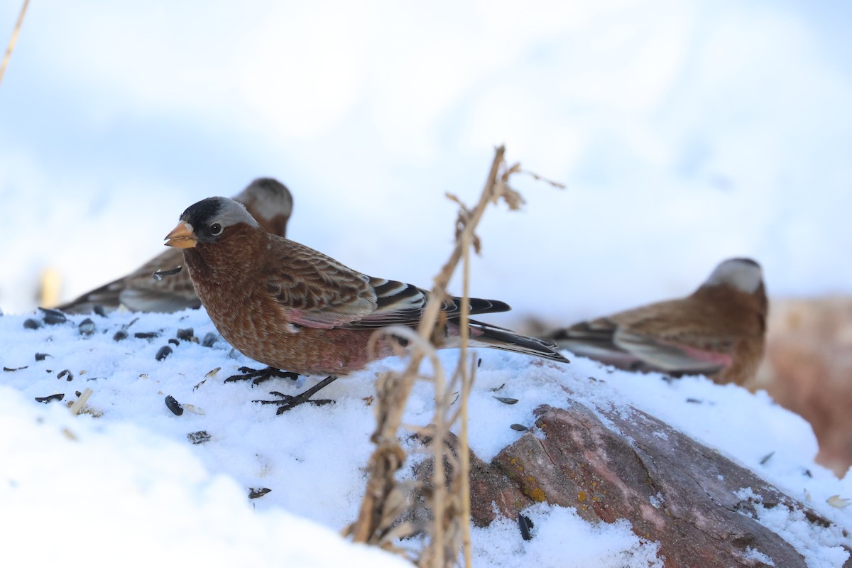 Gray-crowned Rosy-Finch - ML648731892