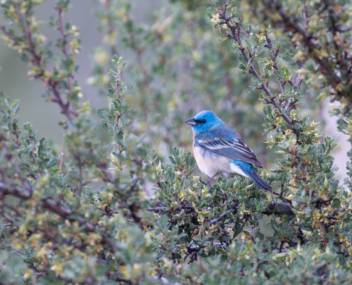 papežík lazurový - ML648731917