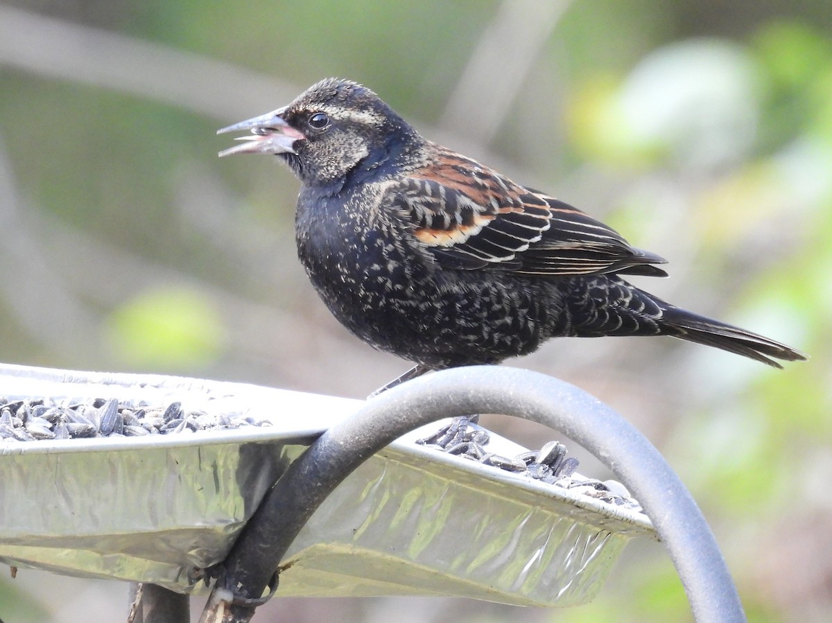 Red-winged Blackbird - ML648732028