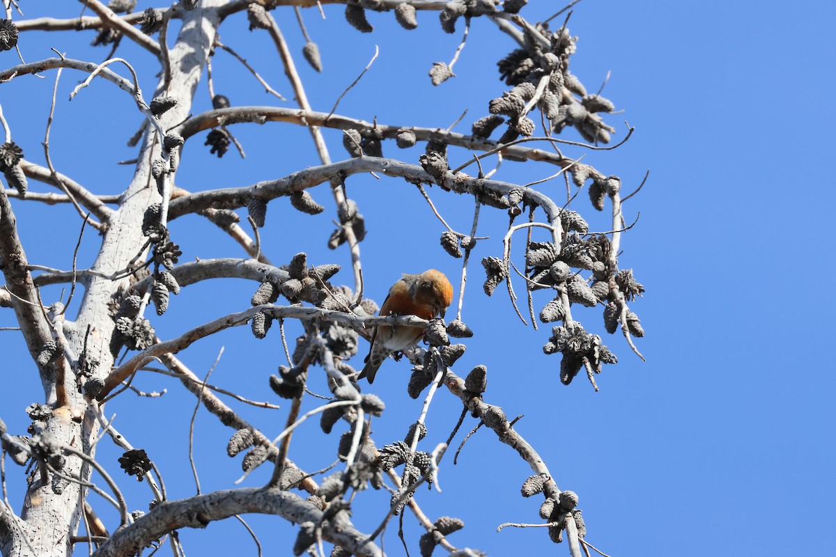 Crociere comune - ML648732040