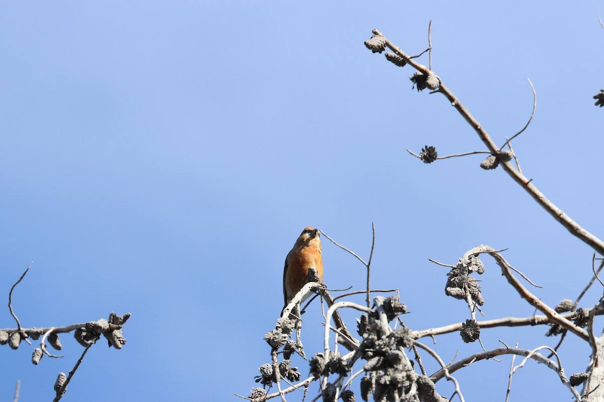 Crociere comune - ML648732041