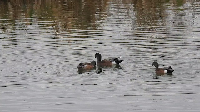 葡萄胸鴨 - ML648732412