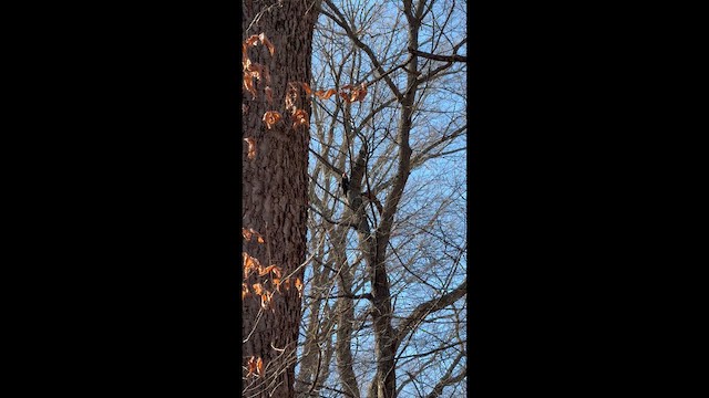 Хохлатая желна - ML648732533