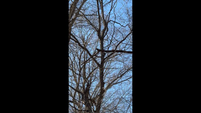 Хохлатая желна - ML648732536