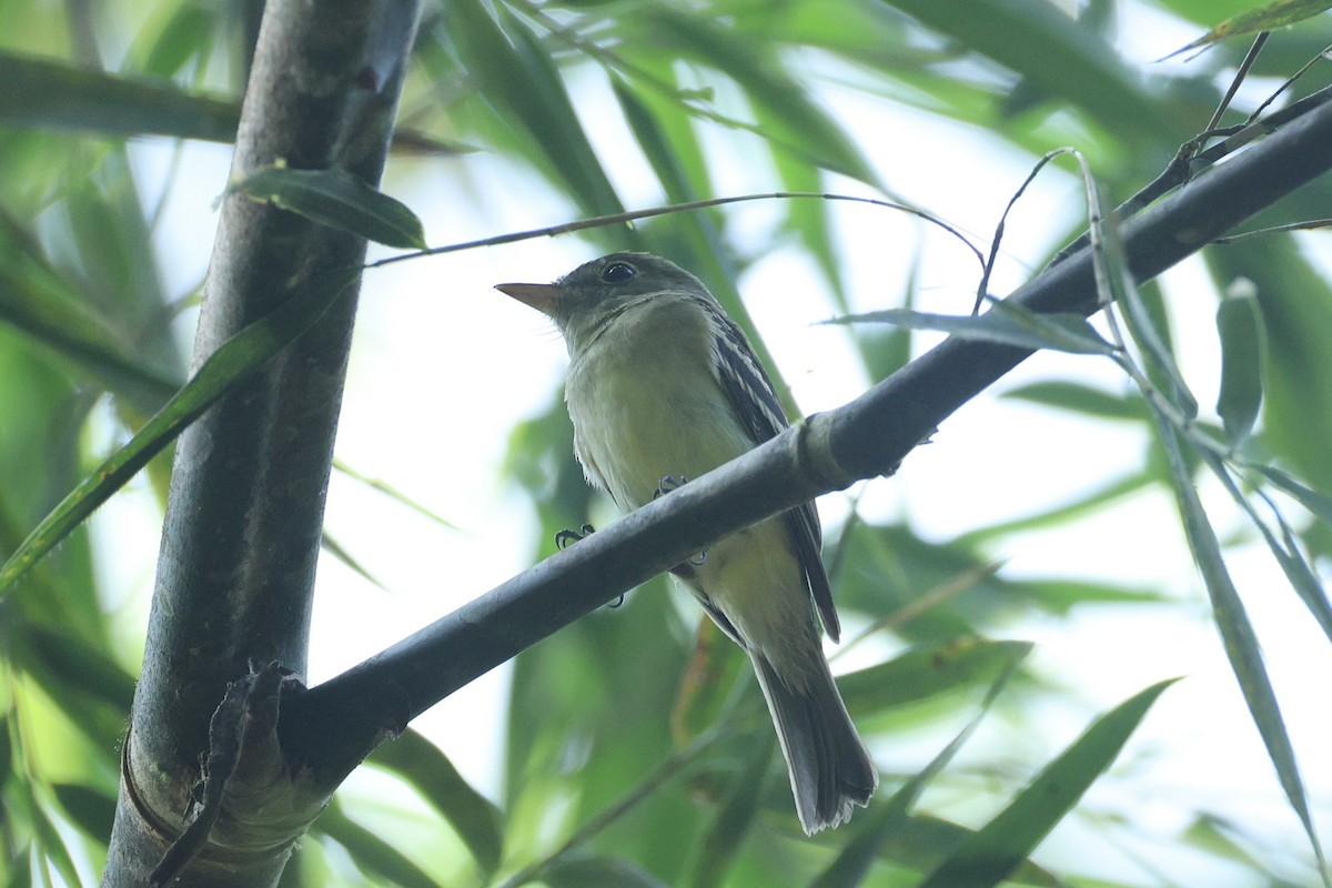 Acadian Flycatcher - ML648732733