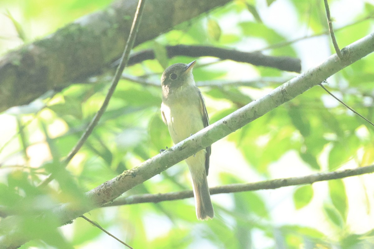 Acadian Flycatcher - ML648732734