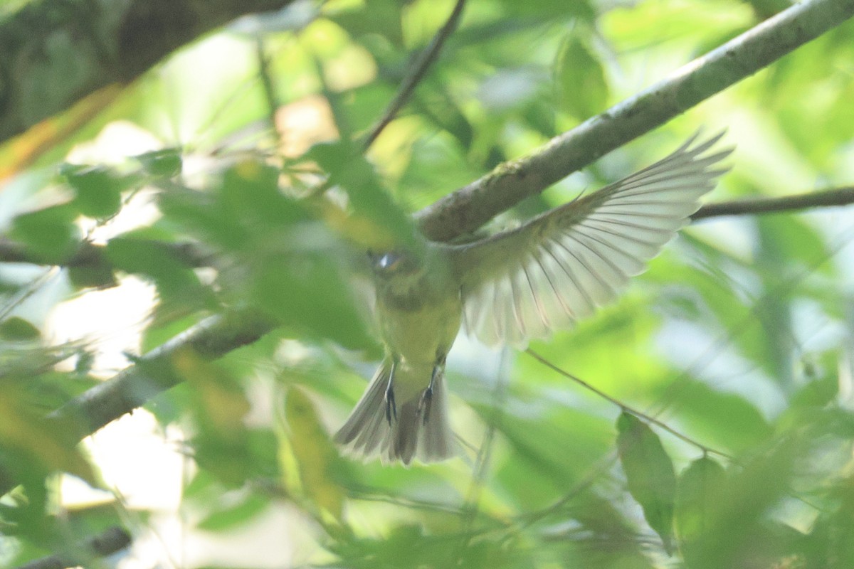 Acadian Flycatcher - ML648732735