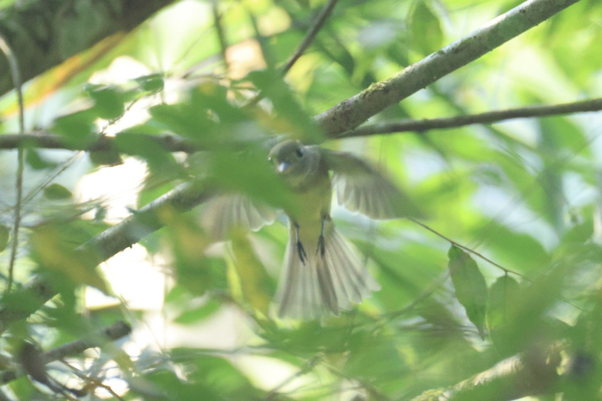 Acadian Flycatcher - ML648732736