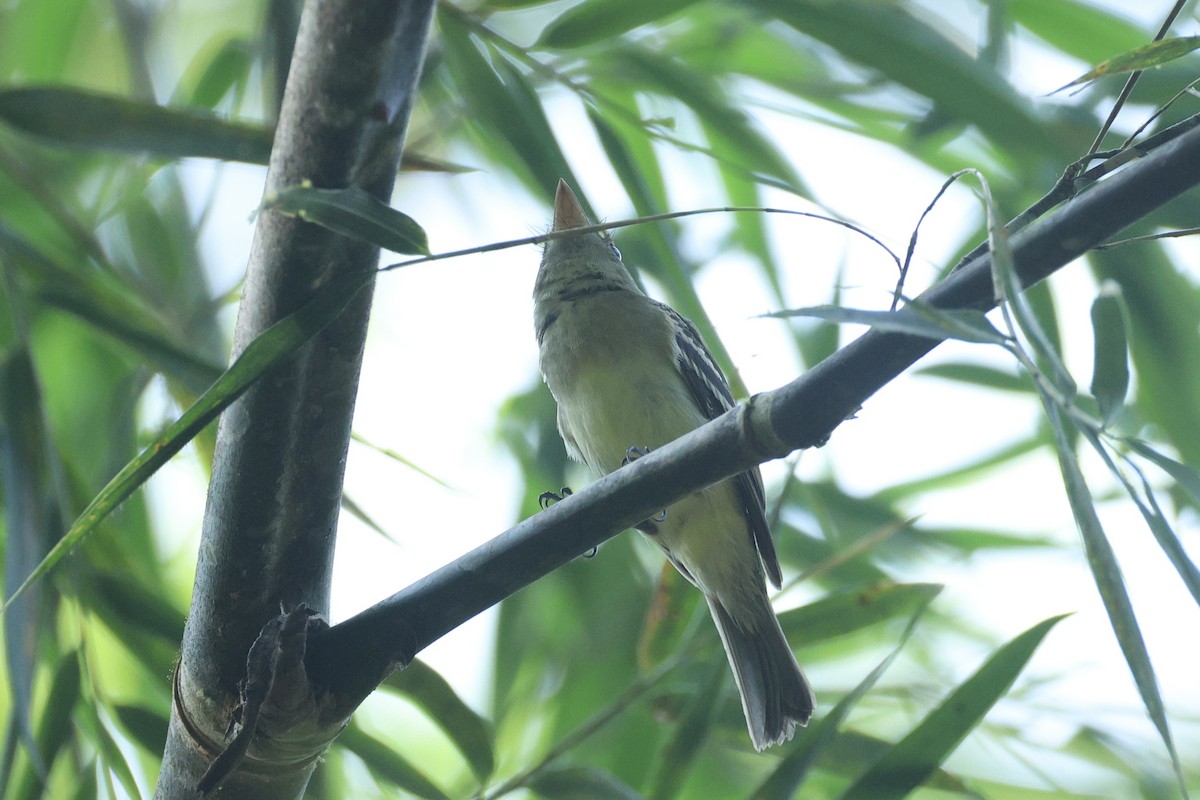 Acadian Flycatcher - ML648732737