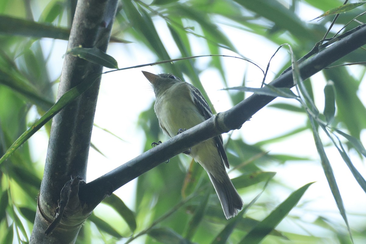Acadian Flycatcher - ML648732738
