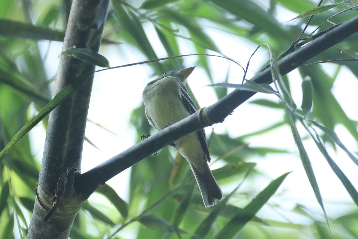 Acadian Flycatcher - ML648732739