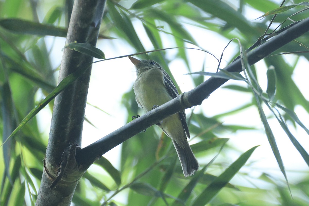 Acadian Flycatcher - ML648732740