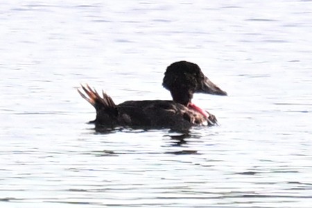 duck sp. - ML648732802